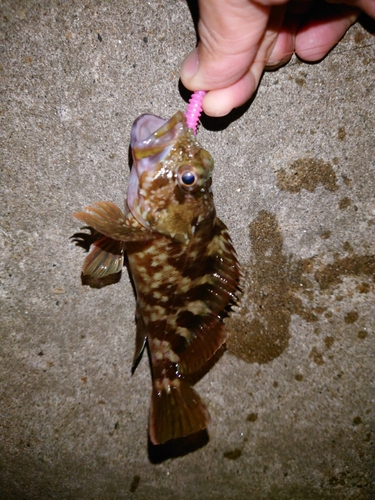 カサゴの釣果