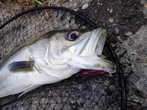 スズキの釣果