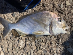 ヘダイの釣果