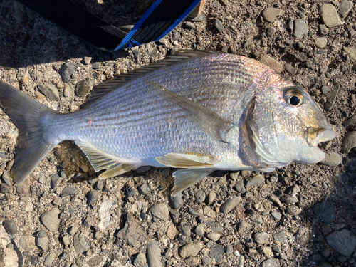 ヘダイの釣果