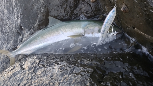 ヒラマサの釣果