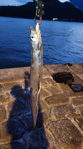 タチウオの釣果