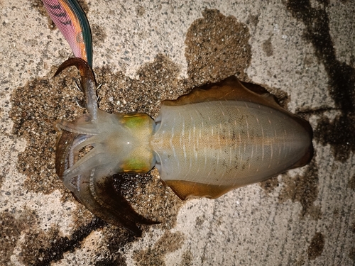 アオリイカの釣果