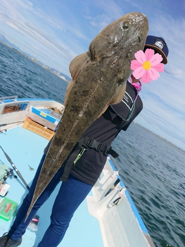 マゴチの釣果