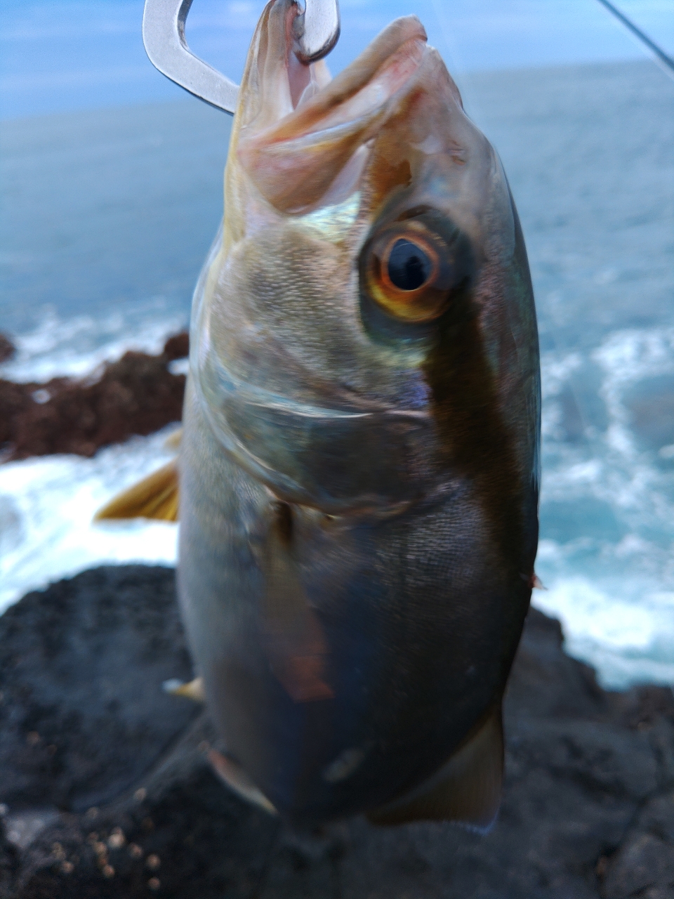 ナンヨウカイワリ