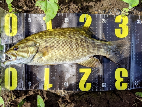 スモールマウスバスの釣果