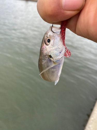 イシモチの釣果