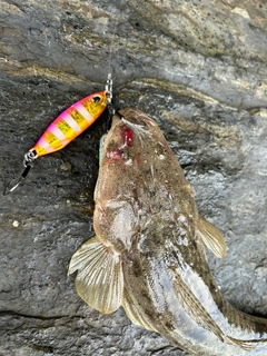 コチの釣果