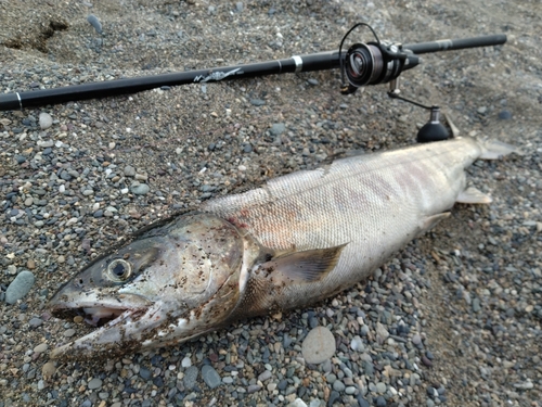 アキアジの釣果