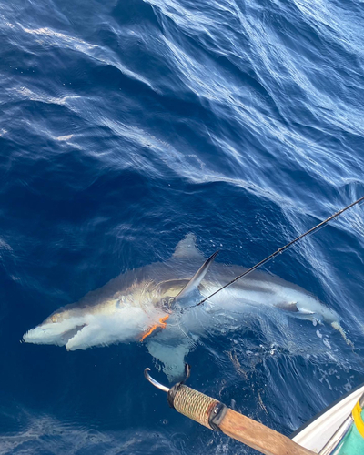 キハダマグロの釣果