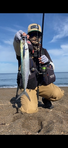 サゴシの釣果