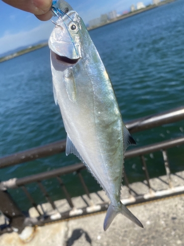 イケカツオの釣果