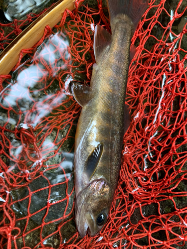 イワナの釣果