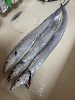 タチウオの釣果
