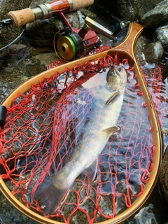 イワナの釣果