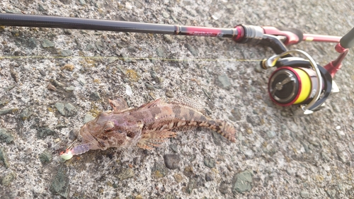 アナハゼの釣果