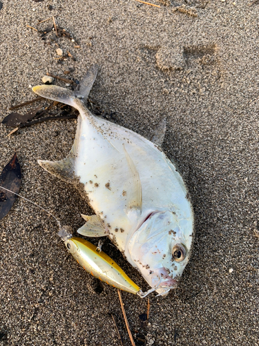 ロウニンアジの釣果