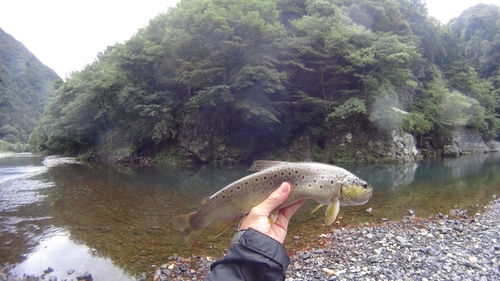 ブラウントラウトの釣果