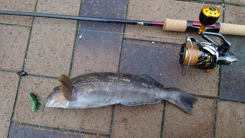 アイナメの釣果