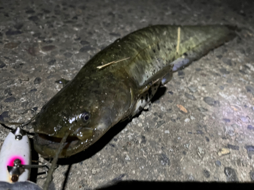 ナマズの釣果