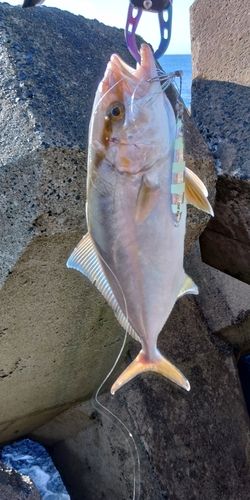 ショゴの釣果