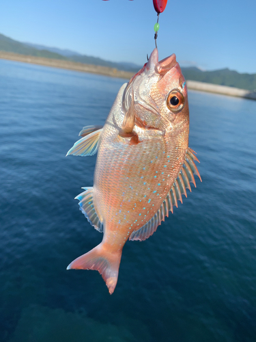 チャリコの釣果