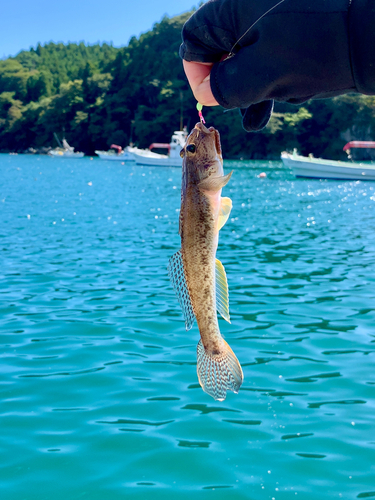 マハゼの釣果