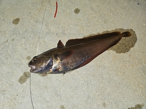 ドンコの釣果