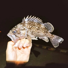 クロソイの釣果