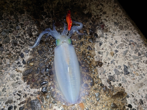 カマスの釣果