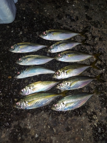 アジの釣果