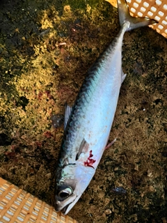 サバの釣果