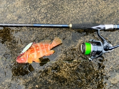 アカハタの釣果