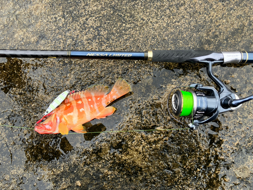 アカハタの釣果