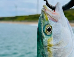 ツバスの釣果