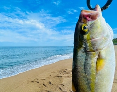 ショゴの釣果