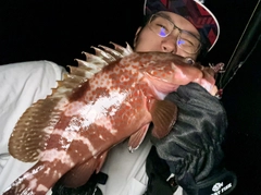 キジハタの釣果