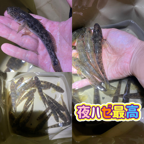 マハゼの釣果