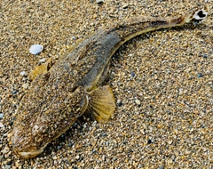 マゴチの釣果