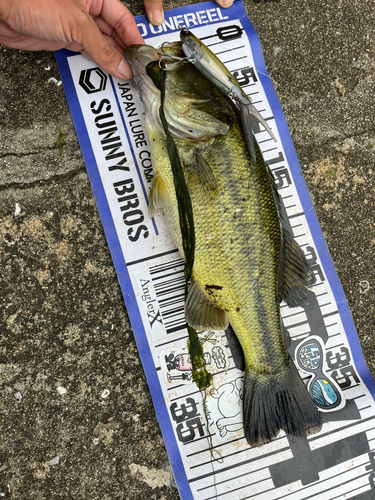 ブラックバスの釣果