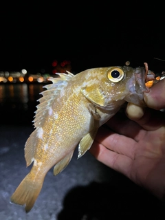 ガヤの釣果