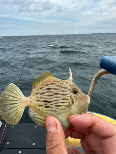 カワハギの釣果