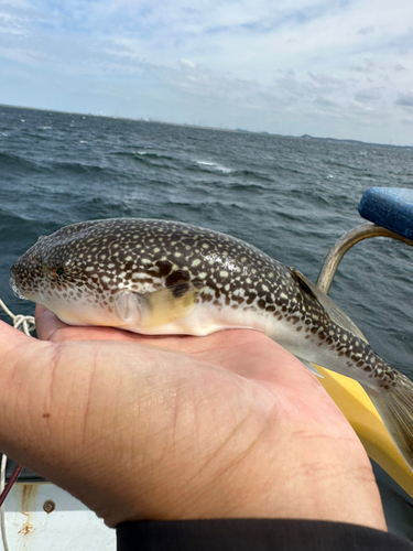 ショウサイフグの釣果