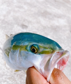 ツバスの釣果