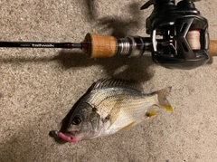 キビレの釣果