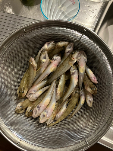 ハゼの釣果