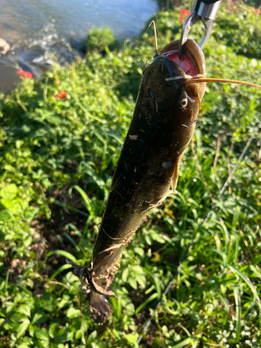 ナマズの釣果