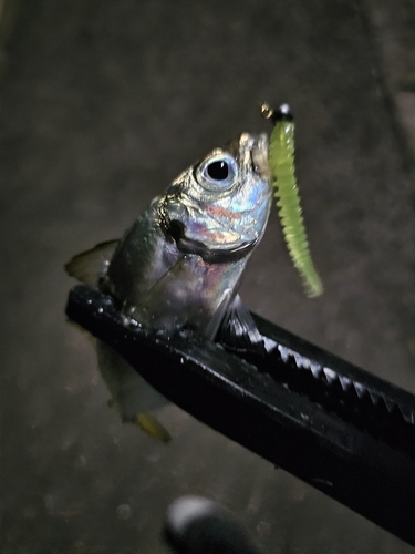 マアジの釣果