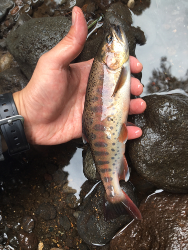 ヤマメの釣果