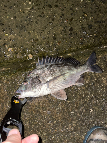 クロダイの釣果